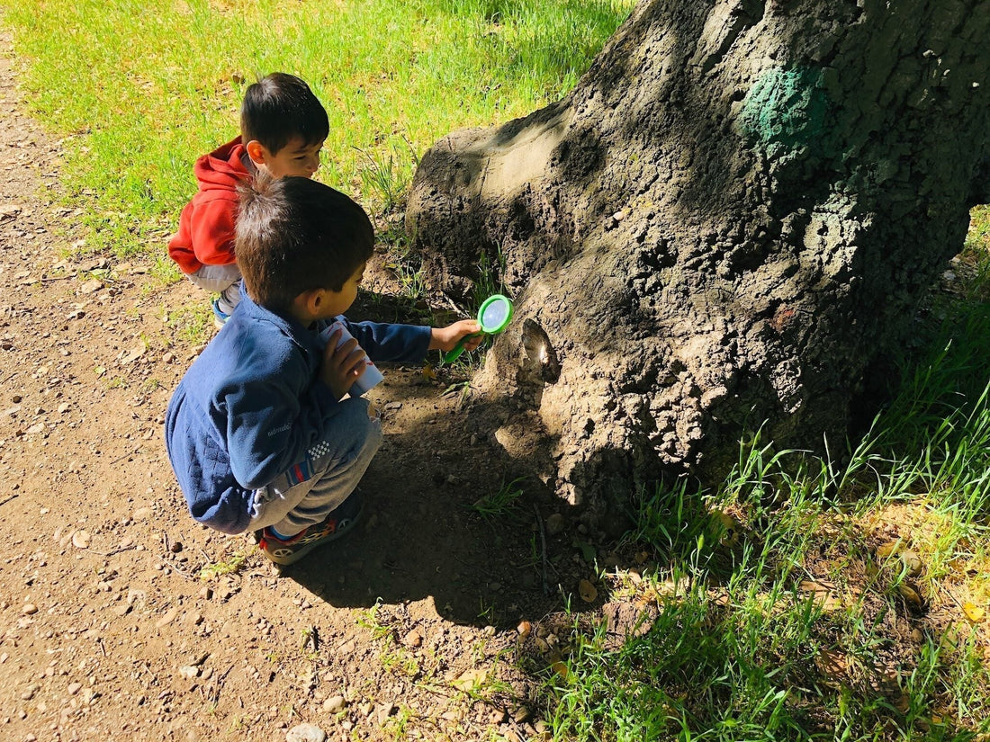 kids looking at tree