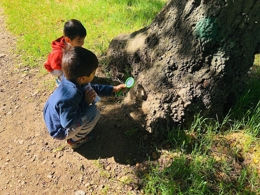 kids looking at tree